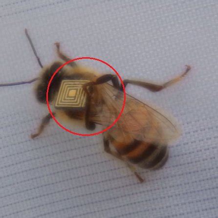 rfid tag bees|honey bee tagging techniques.